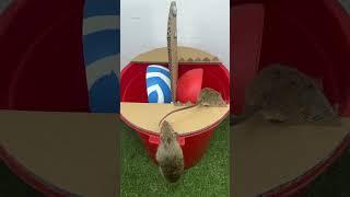 Homemade trap/mouse trap trick flip the ball into the red bucket #rat #mousetrap