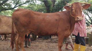 10 JUTA‼️MURAH POL BABON HAMIL 4 BULAN | Pasar Sapi Jatirogo