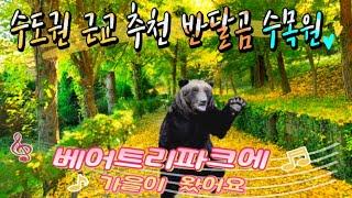 반달곰 수목원 베어트리파크에 가을이 왔어요-수도권 가을 가족여행지 추천/세종여행/단풍여행/수목원추천