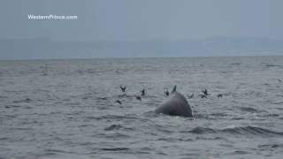 Humpback Whale "Big Momma" - Western Prince Whale Watching - San Juan Island, WA