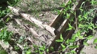 Обзор сада и винограда после морозов. А у шмаеров все пропало...