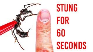 Stung by a Bullet Ant for 60 seconds!