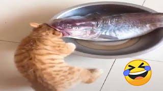 Funniest Cats and Dogs Videos 2024  Best Funny Animal Videos  Funny Pets Zone #6