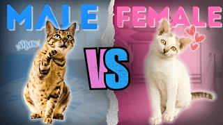 Male or Female Cat: 7 Key Differences You Didn't Knew