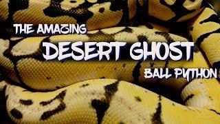 The Amazing Desert Ghost Ball Python