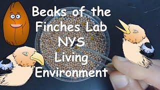Beaks of the Finches Lab NYS Living Environment-- Walkthrough/Virtual Lab