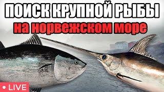 ИЩЕМ КРУПНУЮ РЫБУ • НОРВЕЖСКОЕ МОРЕ • РР4 СТРИМ