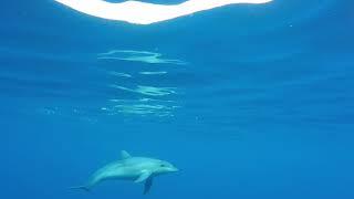 Delfin Mular / Bottlenose Dolphin / Turciops truncatus