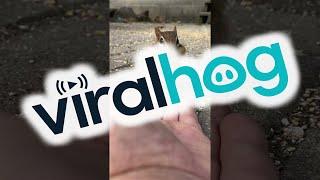 Handfeeding Peanuts to a Little Chipmunk || ViralHog