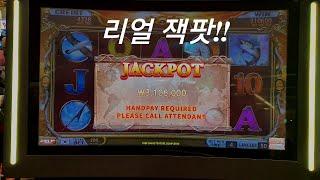 강원랜드슬롯노인과보물리얼JACKPOT!!!세금엄청가져가네요영수증첨부^^