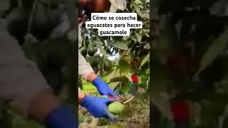 Cómo se hace guacamole #cómosehace #guacamole