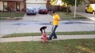 Tip Top K9 - Tulsa Dog Training - Promo Video