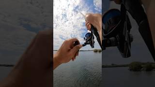 Mai perdere la calma!#fishing #pesca #branzino #fish #daiwaitaly @Daiwa_Italy #wtd