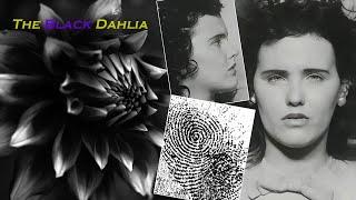 The Black Dahlia: Unraveling Hollywood’s Most Chilling Unsolved Murder