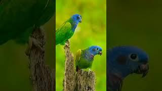 Top Animals  #cute ##birds #youtubeshorts #viralcuts