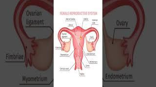 Female Reproductive System#humananatomy#anatomy
