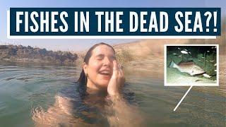 PROPHECY BEING FULFILLED?! (Fish in the Dead Sea as Stated in the Holy Bible!)