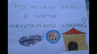 Что должно быть в клетке джунгарского хомяка