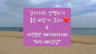 강아지와 산책하기 좋은 바닷가 + 애견동반 디저트 카페추천