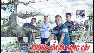 Xây dựng cốt sanh trực hoành và những nhát cắt mạnh tay, cây bước sang một trang mới | NamLe Bonsai