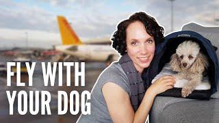 How to Take an International Flight with a Dog