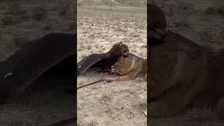 Golden eagle hunts coyote #goldeneagle#falcon#falconry#hunting#hunter#wolf#fox#koyote#eagle