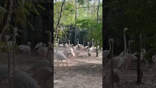 #birds #flamingo #travel #bangkok #safariworldbangkok #safaripark #marineworld #safari #thailand