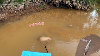 Quá Cở Cá Khủng Đụng Con Nước Toàn Cá Chạch Lấu | Kích Cá Miền Tây | Catch Fish