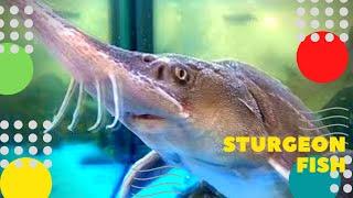 Осетровые рыбы Sturgeon fish チョウザメの魚 철갑상어 물고기 鲟鱼 سمك الحفش  Nərə balıq Stør fisk  Fische ziminvideo