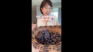 Homemade grape wine  Let’s make some 2 ingredients grape wine:  + sugar~