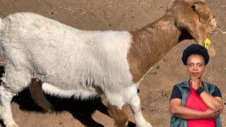 The Advantages of Cross Breeding in Goats for Beginners