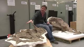 RTMP Behind the Scenes with Caleb Brown: Ceratopsians