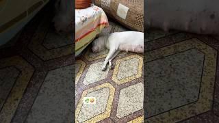 what happened to Athena #funny#dog#dogshorts#viralvideo#shorts