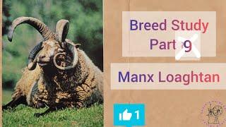 MANX LOAGHTAN : Breed study Part 9