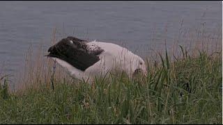 Royalcam Chick TF Expels A Bolus In Anticipation Of Fledging! Ranger Picks It Up To Examine  9.6.24