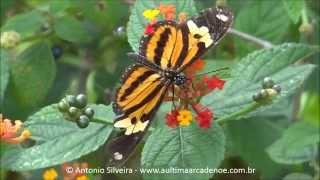 Eueides isabella dianasa,Pq Ibirapuera SPBR 14 9 2015 Antonio Silveira