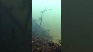 Natural biotope