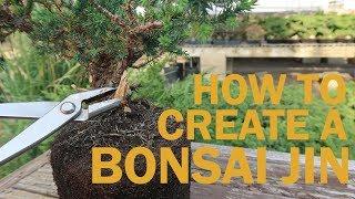 Creating a Jin on a Bonsai Tree