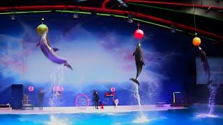 Dubai Dolphin Show fan cut | best of the dubai dolphinarium