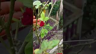 rose  #rose #rosecare #flowers #rosetips #gardening #plants #rosegrowthing #viralvideo #video