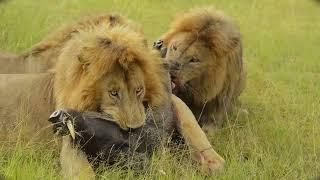 Gardenia Brothers Devouring a Warthog Alive