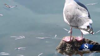 Dead anchovies fill Santa Cruz Harbor