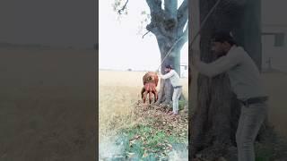 Hulk man | Spider man  | Ghost funny vfx magic | Vfxgaurav #shorts​ #funny​