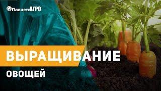  Семена овощных культур  Планета Агро