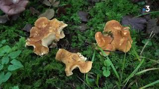 L'instant champignon : connaissez-vous le pied de mouton ?