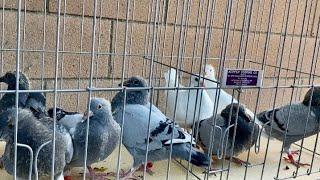 The Weaning Period: Young Racing Pigeons Almost Ready to Leave the Nest