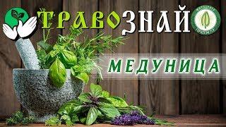 Как вылечить кашель. Медуница даже для грудничков.