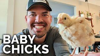 Raising Baby Chicks at the Homestead!