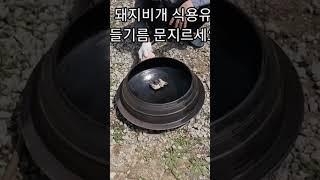 100년된 무쇠솥 녹제거후! 길들이기!방법 이게 지구에서 최고! #무쇠솥길들이는방법 #가마솥녹제거 #무쇠솥녹제거방법 #무쇠솥관리 #무쇠솥길들이