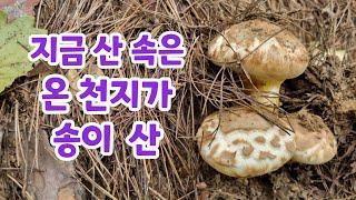 지금 송이버섯이 산속에 너 저분~